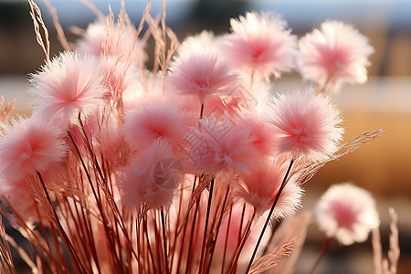 日光下的粉红花穗图片