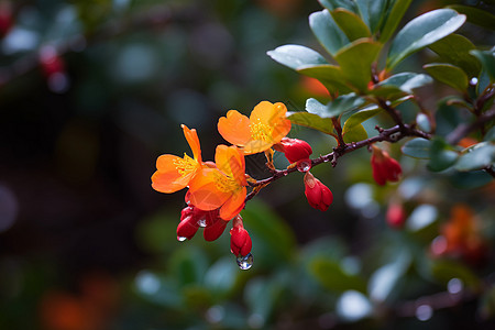 雨后树枝上的花朵图片