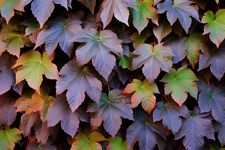 秋日林间的缤纷红叶图片