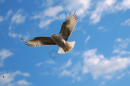 自由飞翔的雄鹰图片