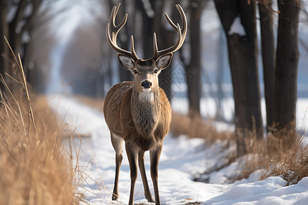 森林雪地孤立的小鹿图片