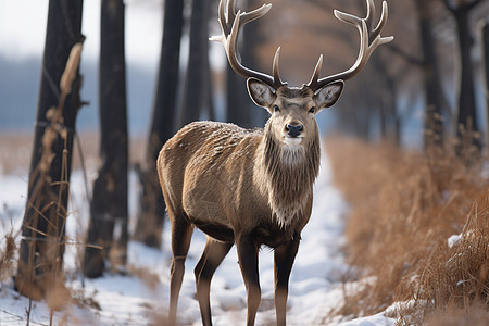 寒冬野外的小鹿图片