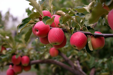 结满苹果的果树背景图片