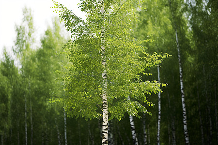 猫茂密生长的白桦林背景图片
