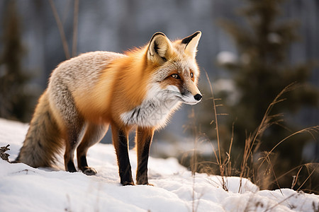 冬季雪地中的狐狸图片