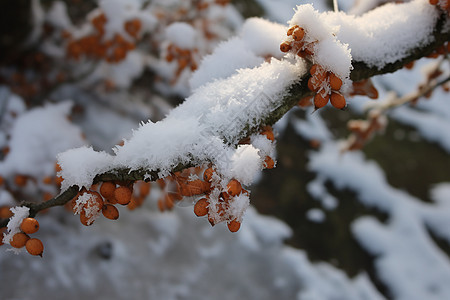 冬季树枝上的冰雪图片