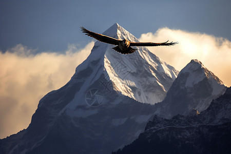 山脉上飞行的雄鹰图片