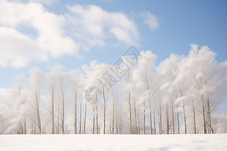 冬季的树木风景图片