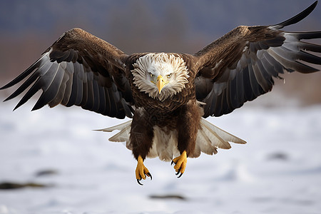 冬季飞翔的秃鹰图片