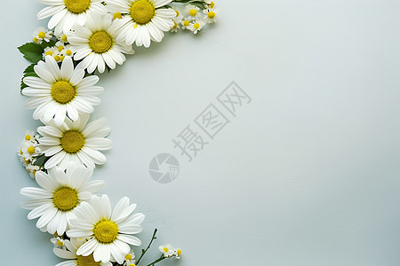 装饰的植物菊花图片