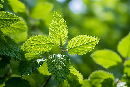 绿叶植物图片