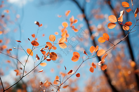 秋日树叶背景图片
