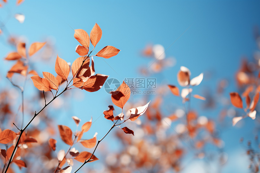 秋日飘落的枫叶图片
