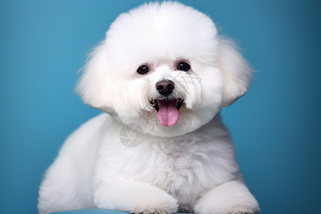 快乐的小白狗图片
