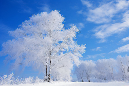 雪地的树林图片