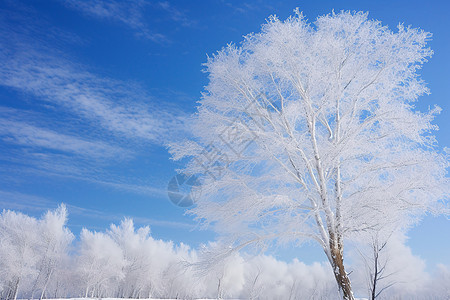 孤立雪原的一棵白树背景