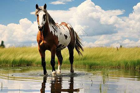 湖泊中玩耍的马儿高清图片
