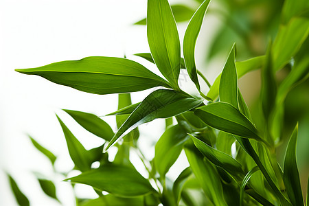 户外生长的绿色植物背景图片