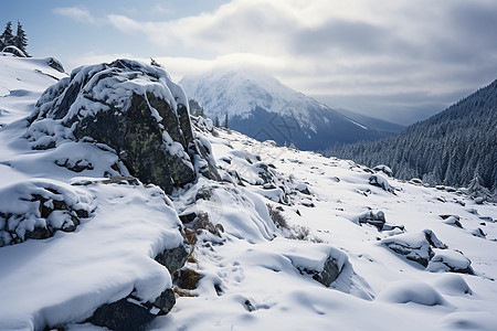 雪山里的山林图片