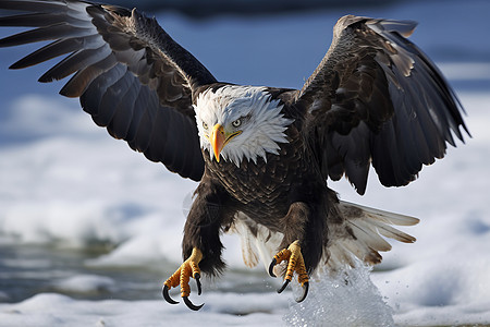 冰雪中翱翔的老鹰图片