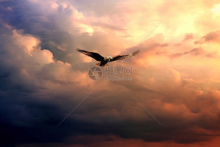 自由翱翔的鸟图片