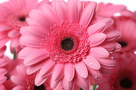 粉红色的鲜花图片