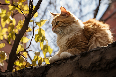 院墙上晒太阳的小猫图片