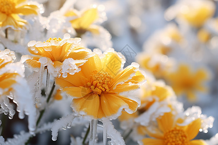 冰雪中的黄花图片