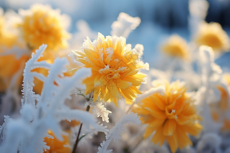 冰雪覆盖的野花背景图片