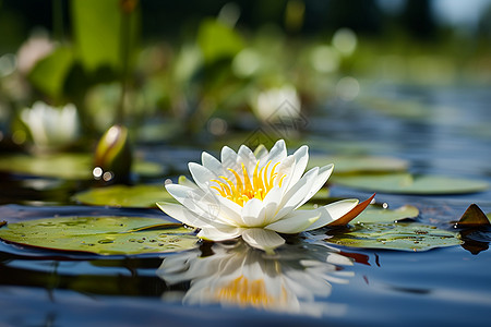 湖泊上漂浮着一朵白莲花背景图片