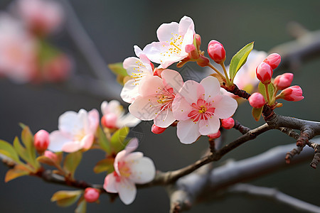 树枝上的海棠花图片