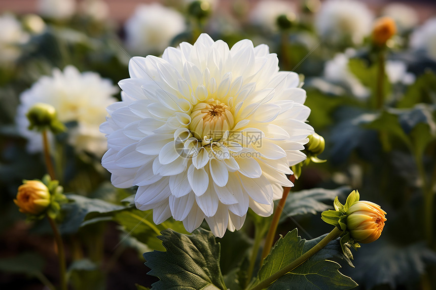 花海中的白色菊花图片