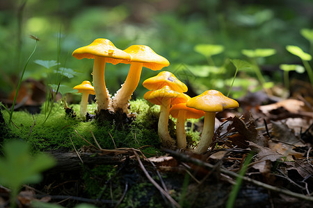 金灿灿的野蘑菇图片