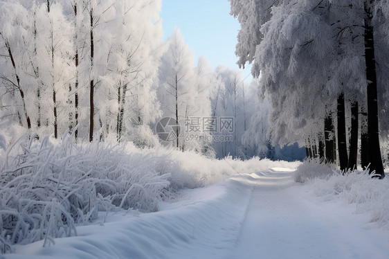 山林里的厚厚的积雪图片