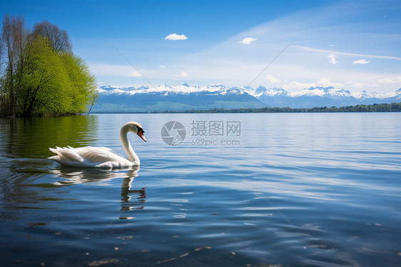 宁静湖面上的天鹅图片