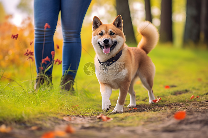 活泼呆萌的柴犬图片