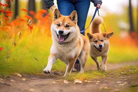 户外可爱的家养柴犬图片