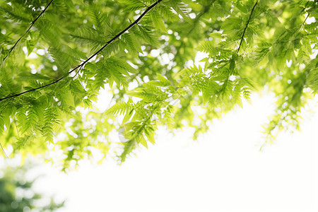 茂盛大树夏季大树茂盛的树叶背景