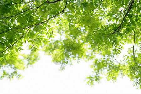 茂盛大树夏季生机勃勃的树荫背景