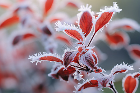 冬季枝头霜挂的红叶图片