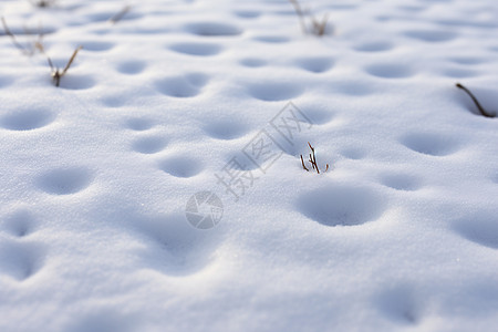 草地上的积雪图片