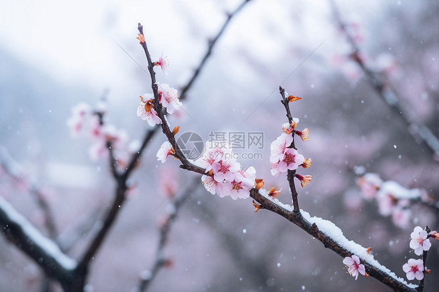 冬季雪中的梅花图片