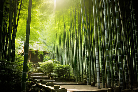 竹林小屋绿林小屋背景