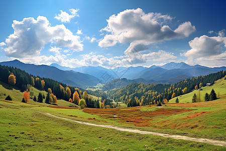 阴暗树林仲夏山谷风光背景