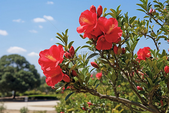 春季公园中盛开的石榴红花图片
