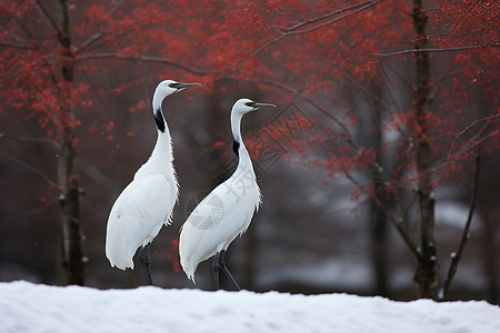 冬季雪中觅食的白鹤图片