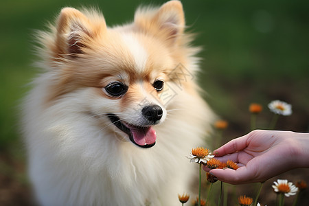 野花丛中可爱的博美犬图片