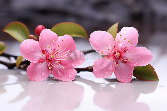 桌面上沾满雨滴的樱花图片