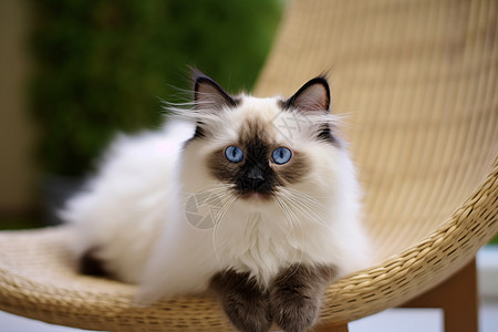 可爱的布偶猫咪图片
