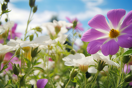 夏日绽放的花朵花海夏日的美丽景观背景